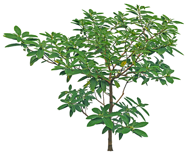 高清景观植物乔木花卉草本观赏草灌木素材
