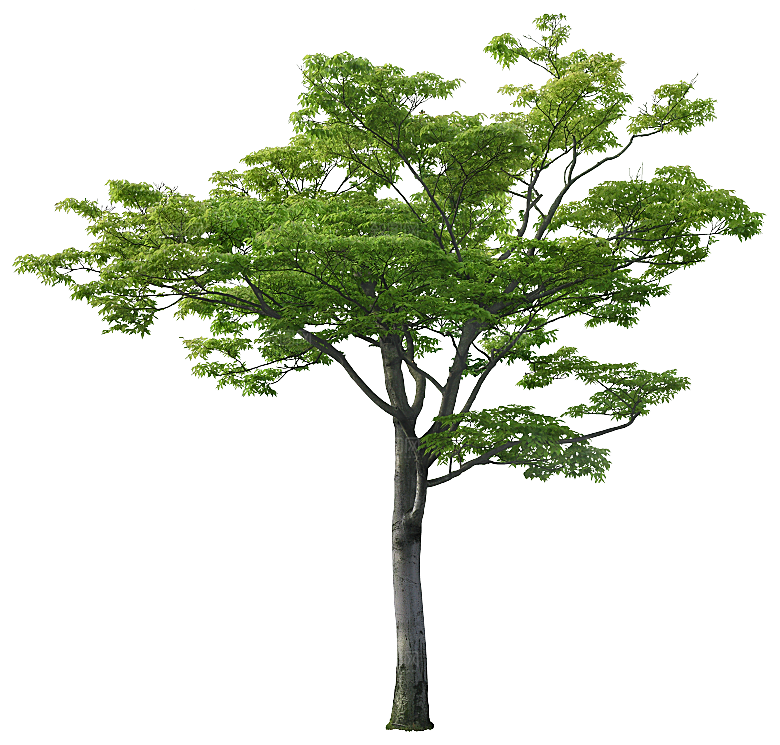 高清景观植物乔木花卉草本观赏草灌木素材