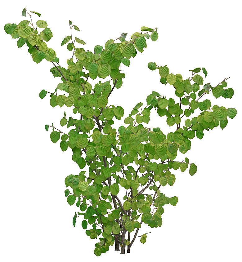 高清景观植物乔木花卉草本观赏草灌木素材