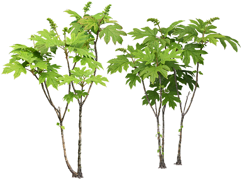 高清景观植物乔木花卉草本观赏草灌木
