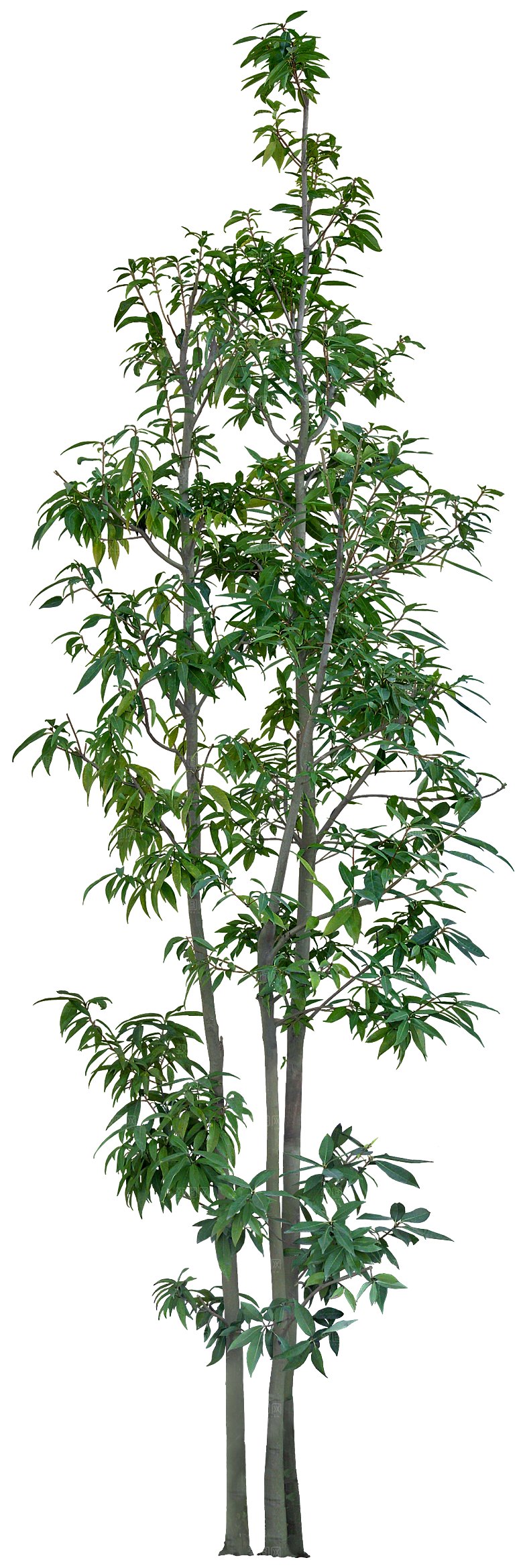高清景观植物乔木花卉草本观赏草灌木
