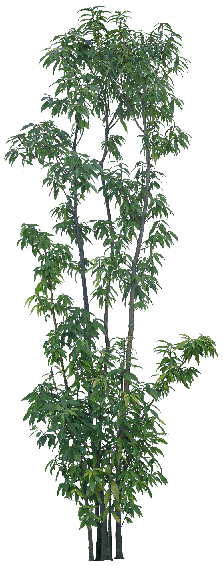 高清景观植物乔木花卉草本观赏草灌木