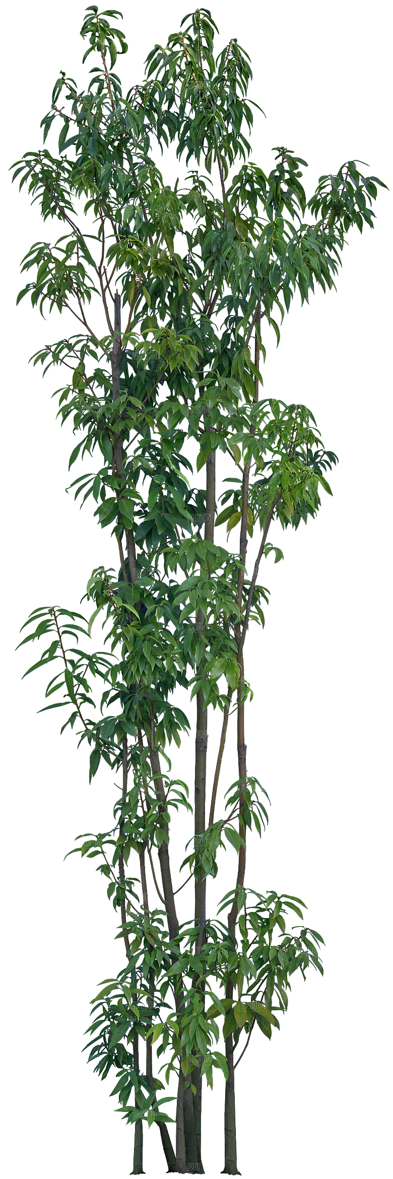 高清景观植物乔木花卉草本观赏草灌木