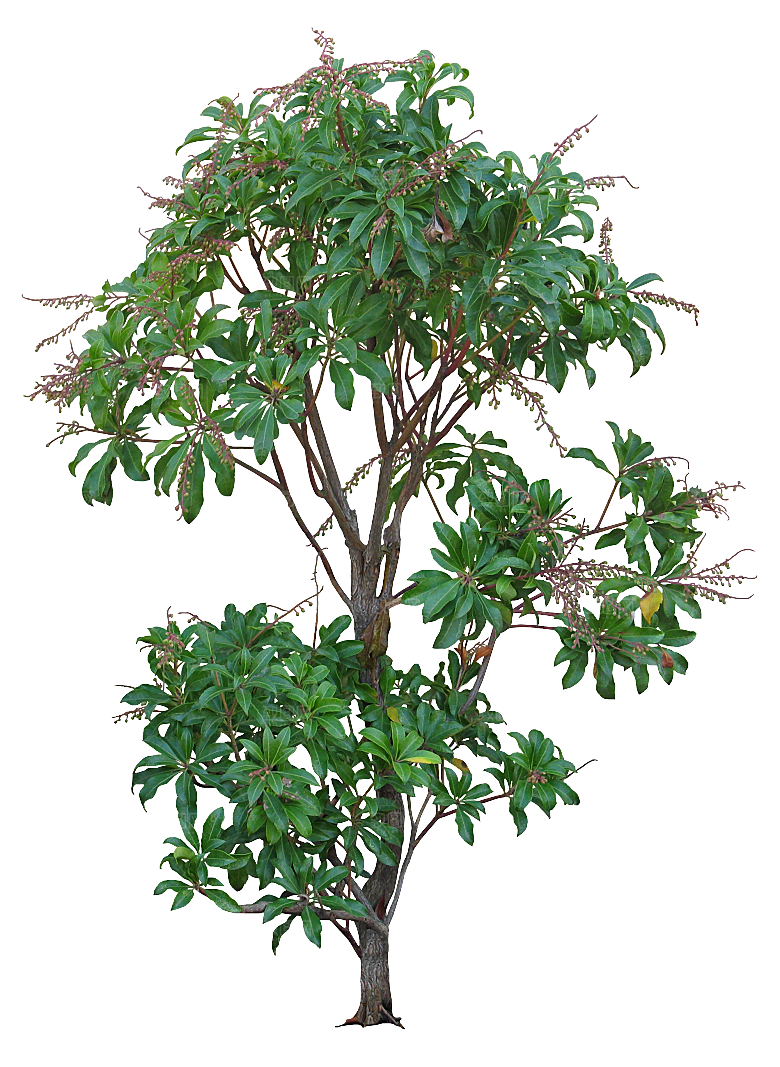 高清景观植物乔木花卉草本观赏草灌木素材