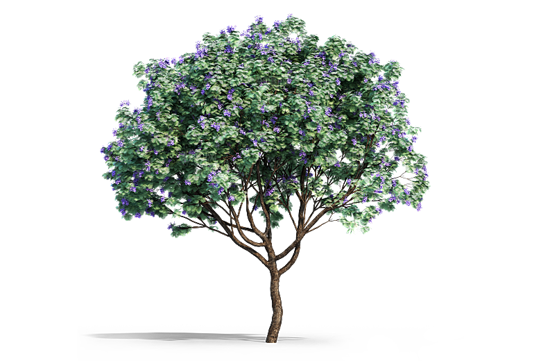 高清景观植物乔木花卉草本观赏草灌木素材