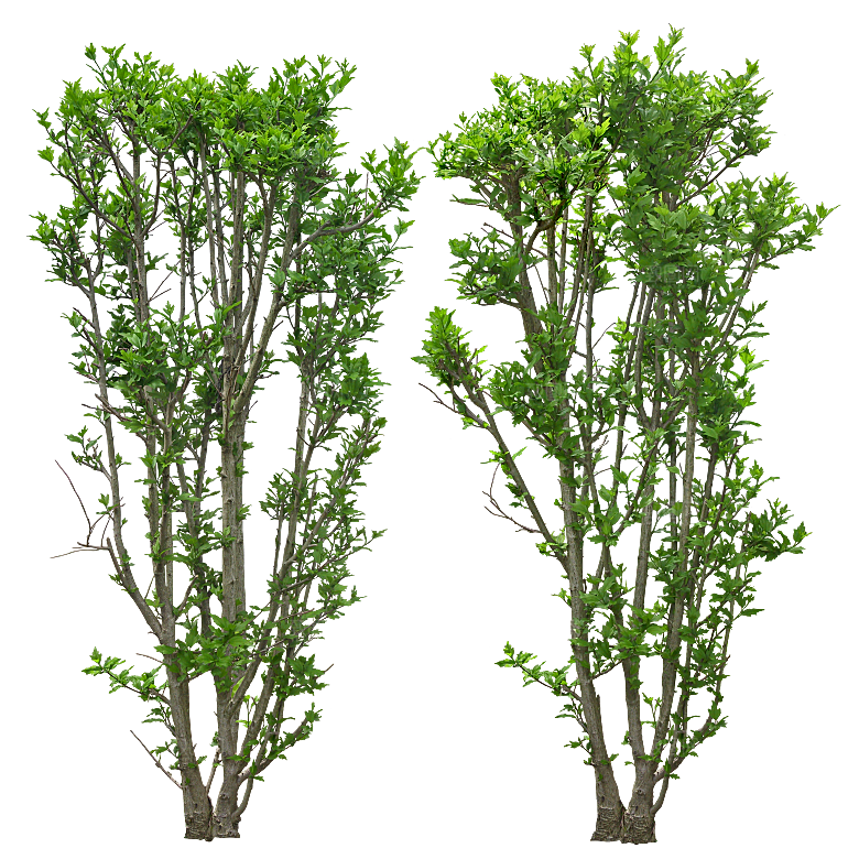 高清景观植物乔木花卉草本观赏草灌木素材