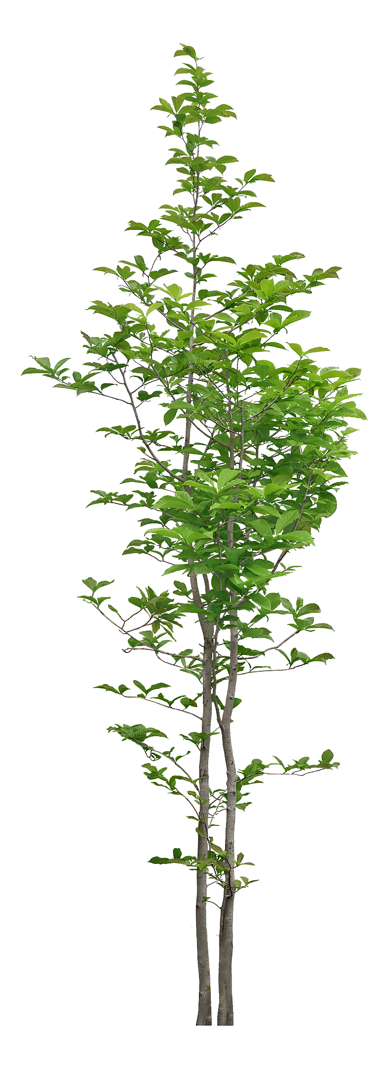 高清景观植物乔木花卉草本观赏草灌木素材