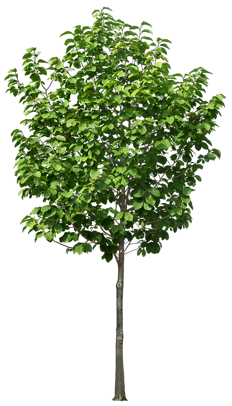高清景观植物乔木花卉草本观赏草灌木素材