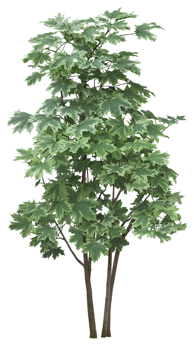 高清景观植物乔木花卉草本观赏草灌木