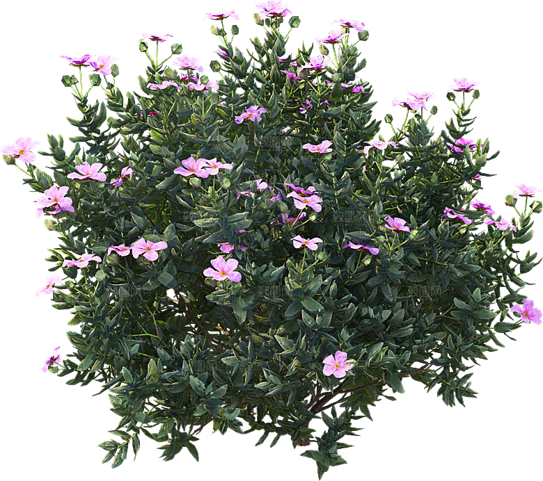 高清景观植物乔木花卉草本观赏草灌木