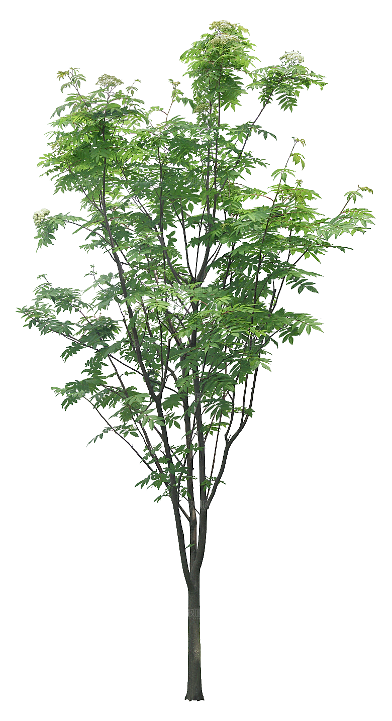 高清景观植物乔木花卉草本观赏草灌木
