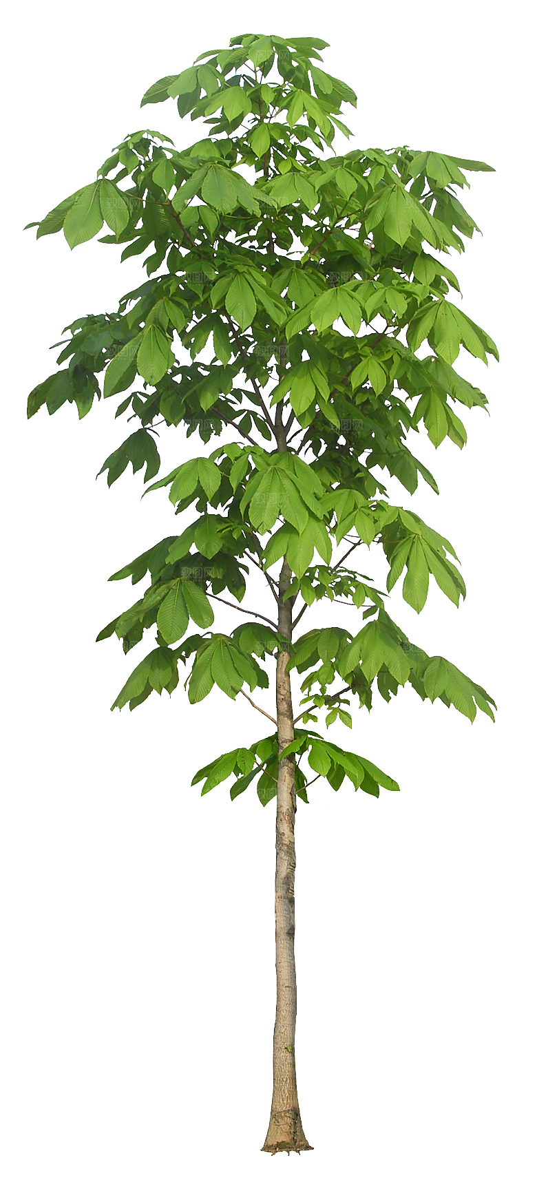 高清景观植物乔木花卉草本观赏草灌木
