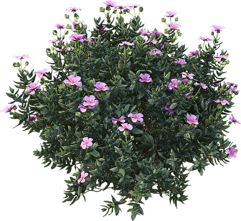 高清景观植物乔木花卉草本观赏草灌木素材
