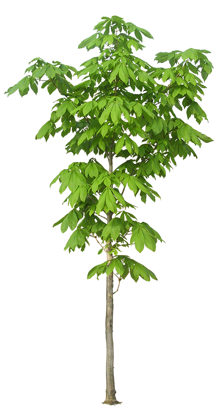 高清景观植物乔木花卉草本观赏草灌木素材