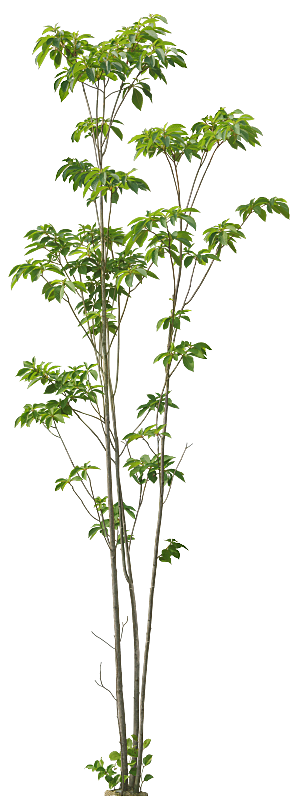 高清景观植物乔木花卉草本观赏草灌木素材