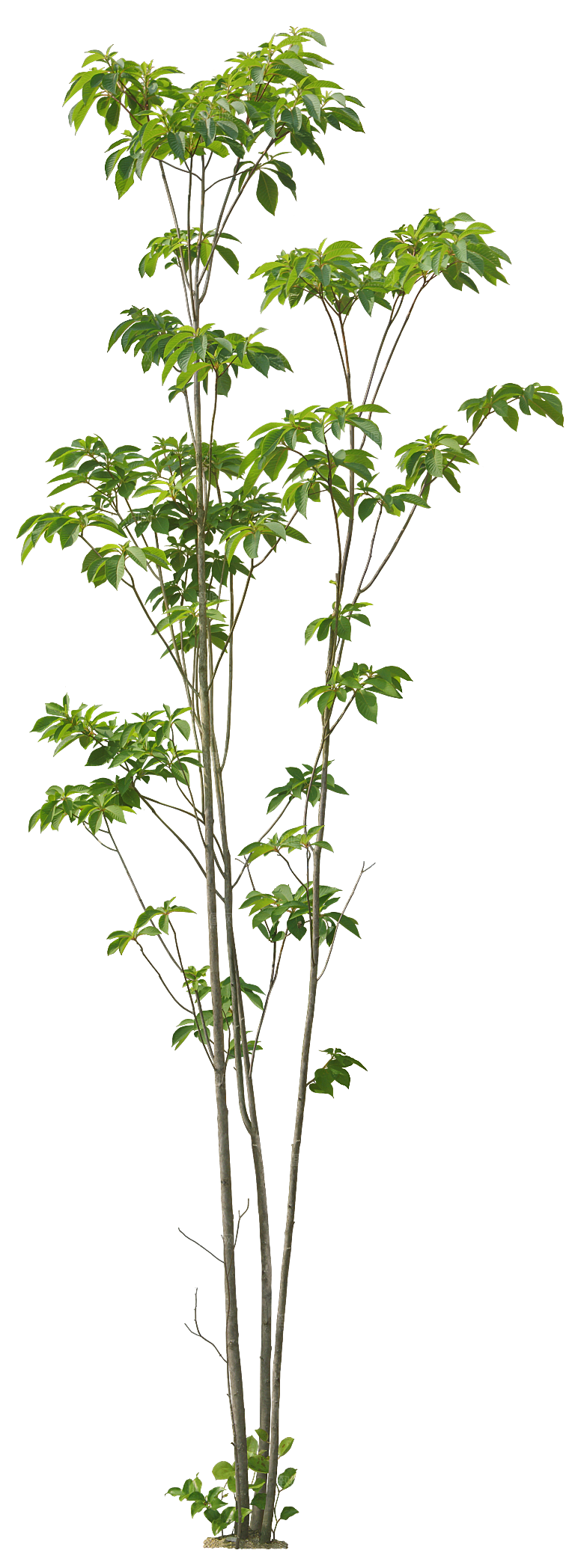 高清景观植物乔木花卉草本观赏草灌木素材