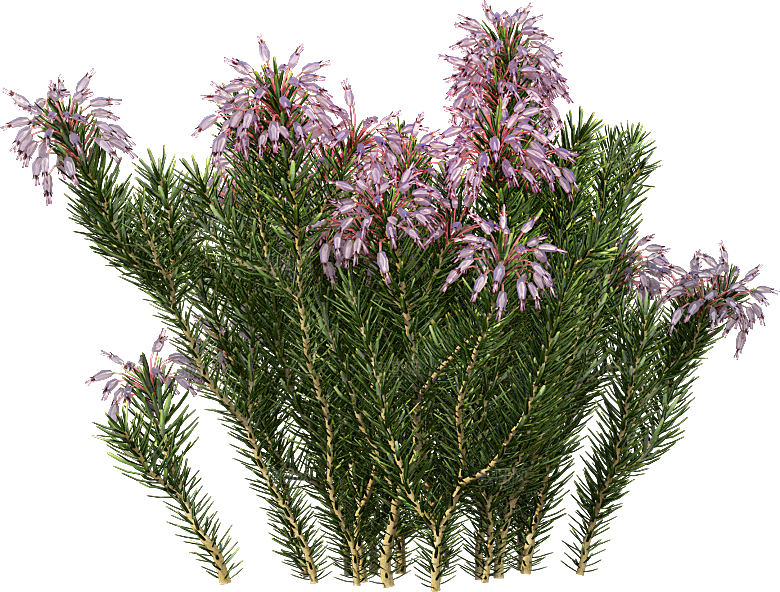 高清景观植物乔木花卉草本观赏草灌木