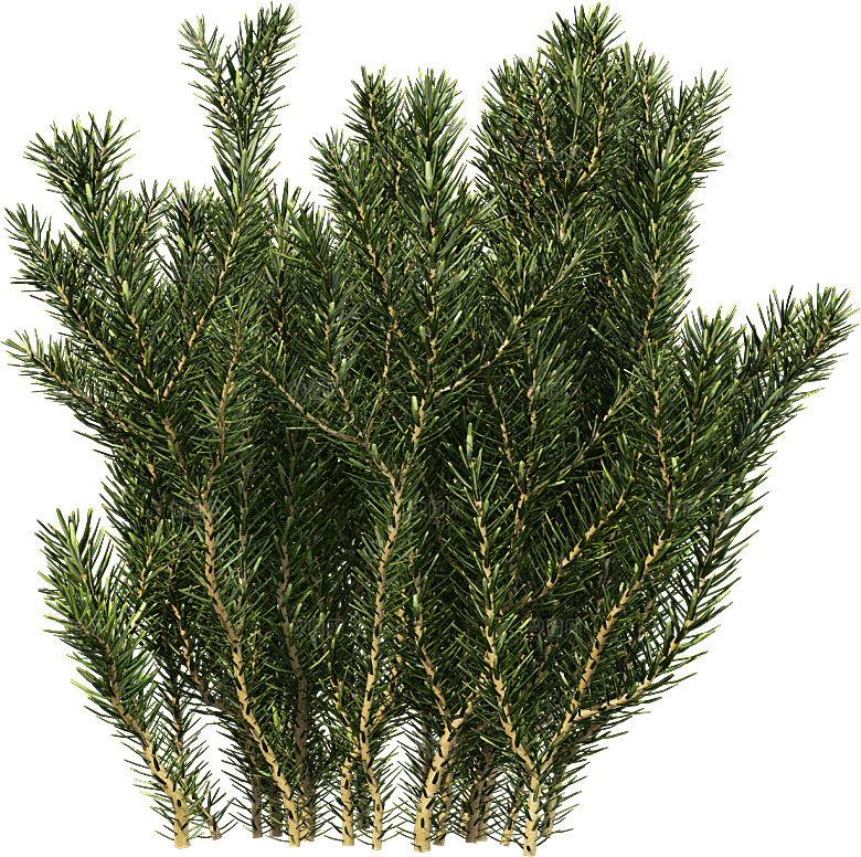 高清景观植物乔木花卉草本观赏草灌木