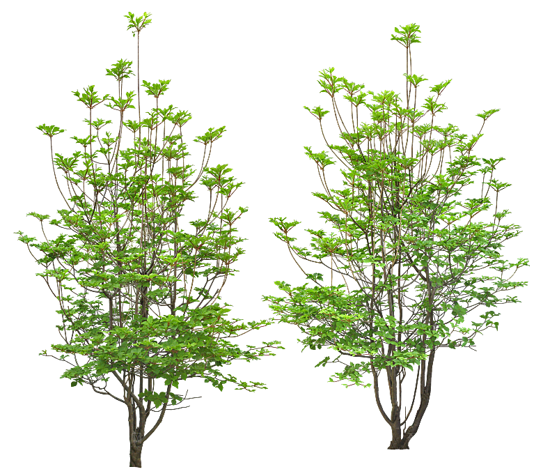 高清景观植物乔木花卉草本观赏草灌木素材