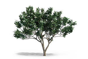 高清景观植物乔木花卉草本观赏草灌木