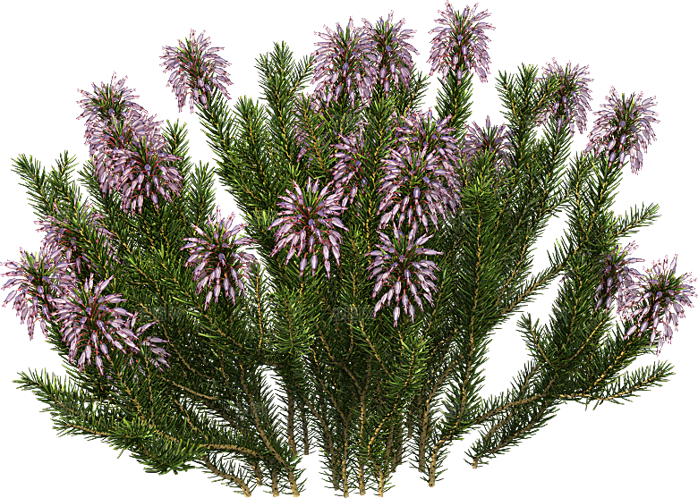 高清景观植物乔木花卉草本观赏草灌木