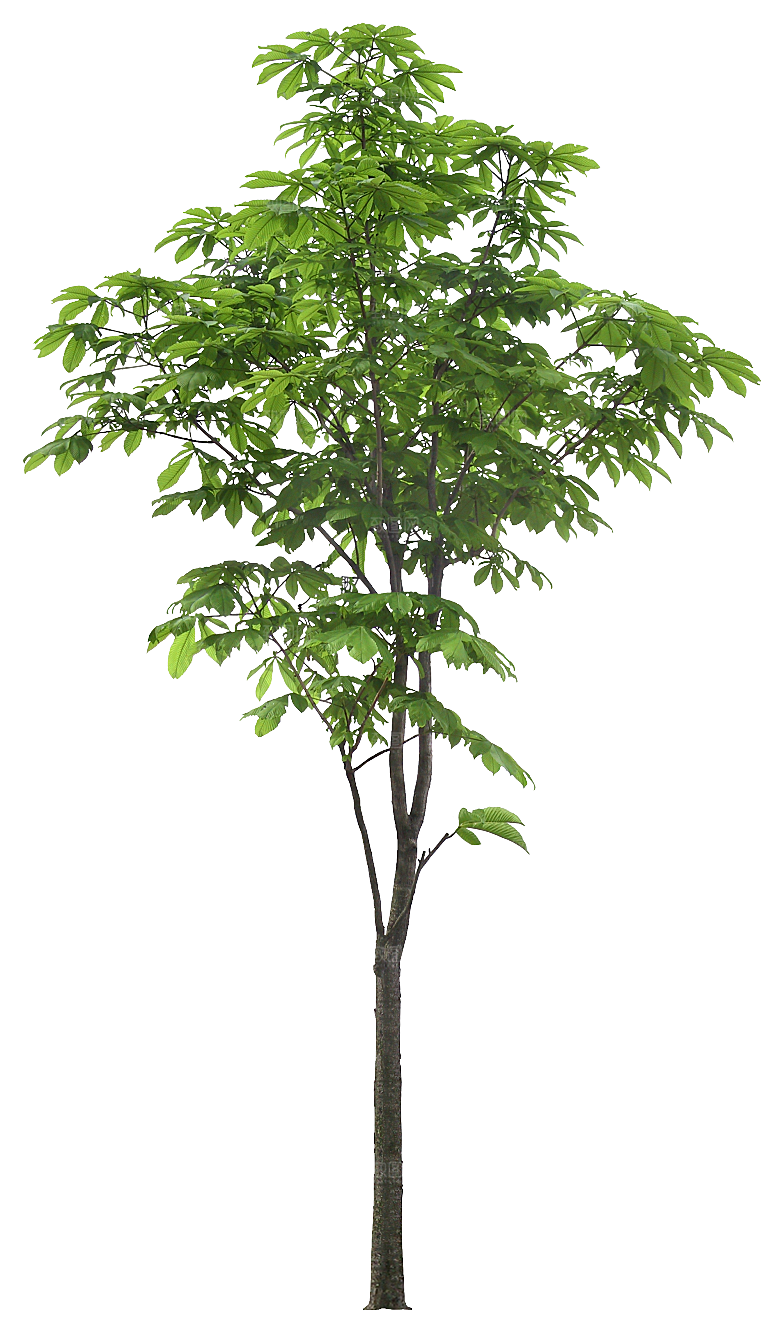 高清景观植物乔木花卉草本观赏草灌木