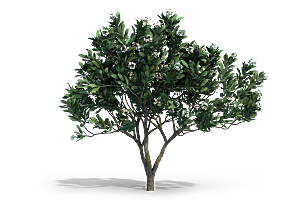 高清景观植物乔木花卉草本观赏草灌木