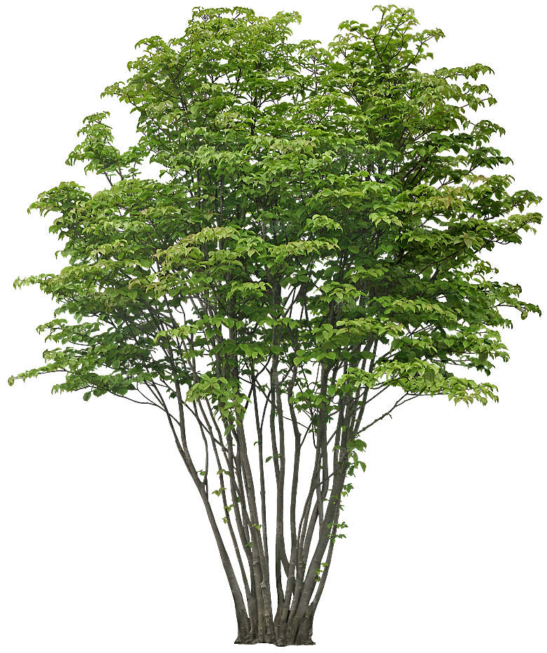 高清景观植物乔木花卉草本观赏草灌木