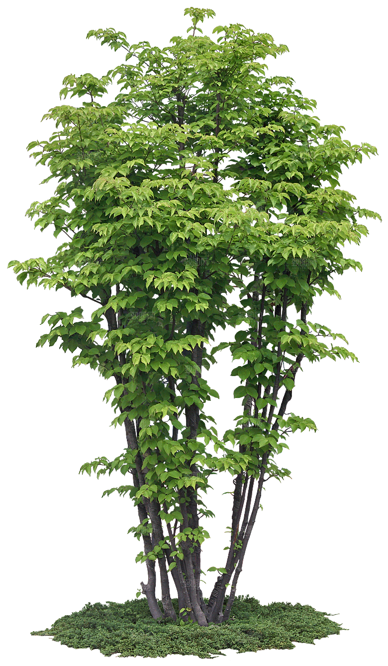 高清景观植物乔木花卉草本观赏草灌木