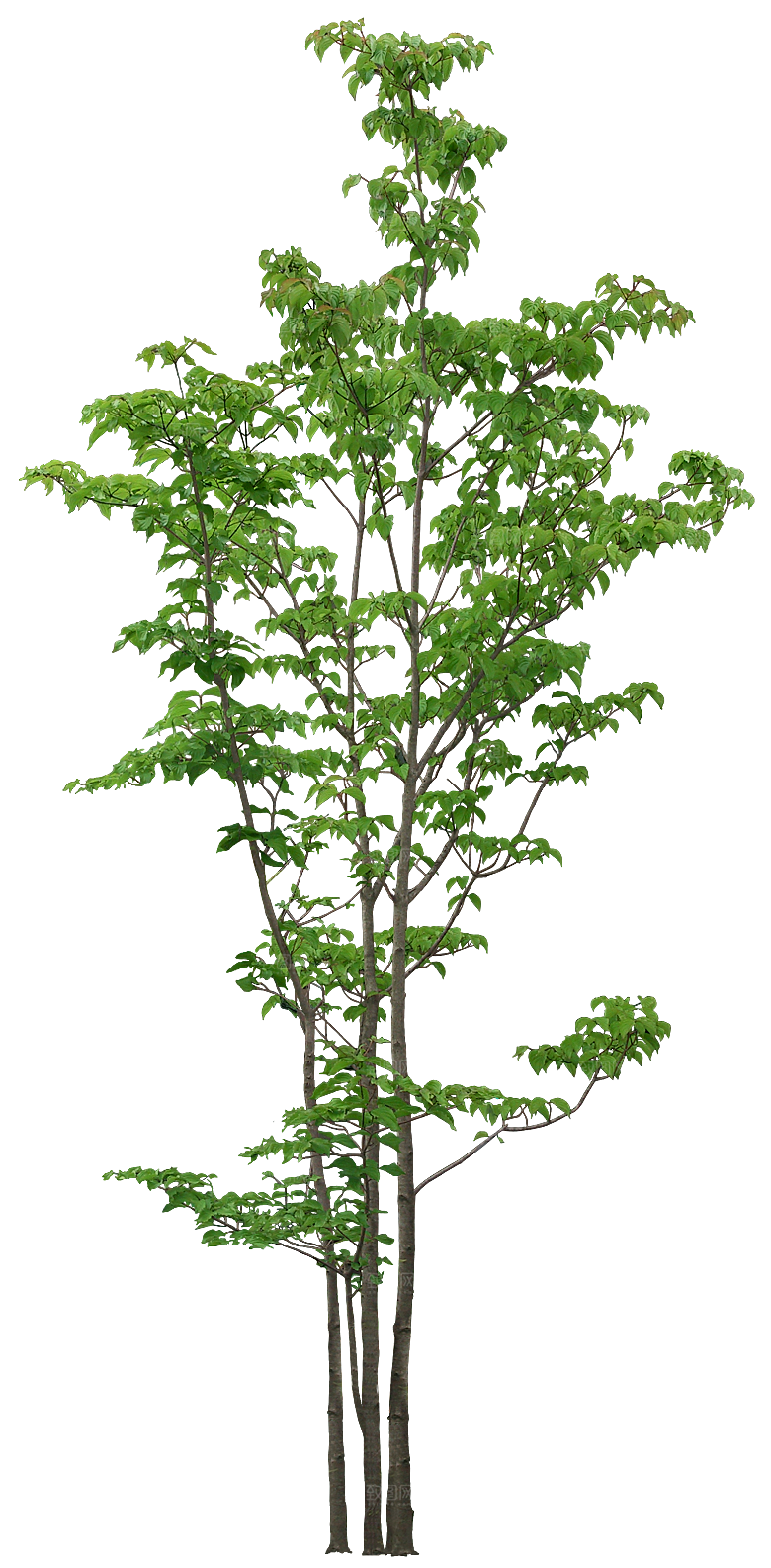 高清景观植物乔木花卉草本观赏草灌木