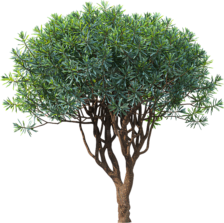 高清景观植物乔木花卉草本观赏草灌木