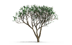 高清景观植物乔木花卉草本观赏草灌木