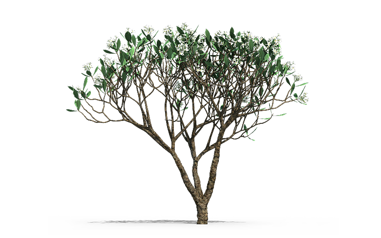 高清景观植物乔木花卉草本观赏草灌木