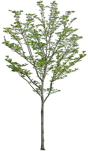高清景观植物乔木花卉草本观赏草灌木