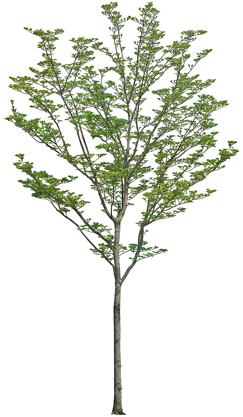 高清景观植物乔木花卉草本观赏草灌木