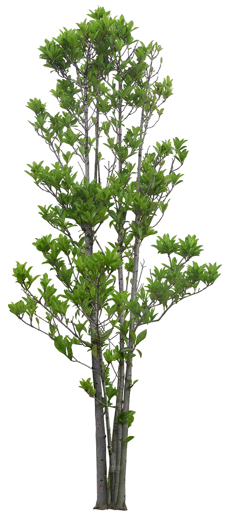 高清景观植物乔木花卉草本观赏草灌木素材