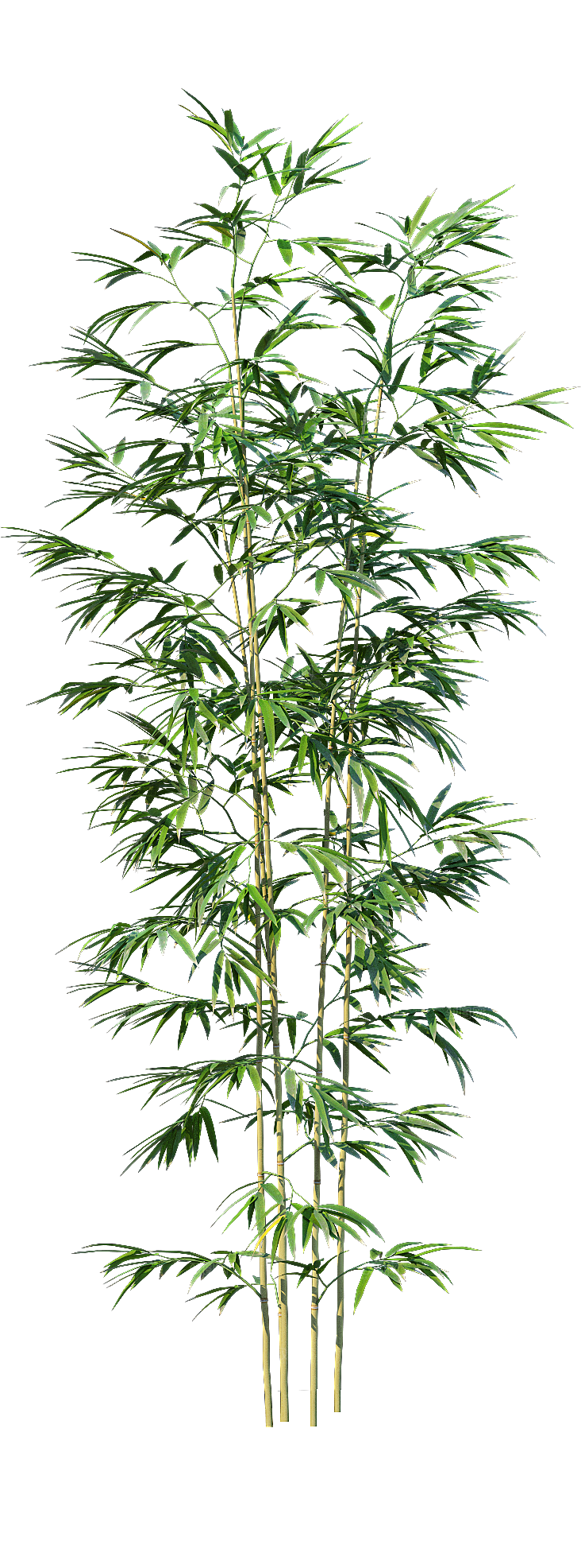 高清景观植物乔木花卉草本观赏草灌木素材