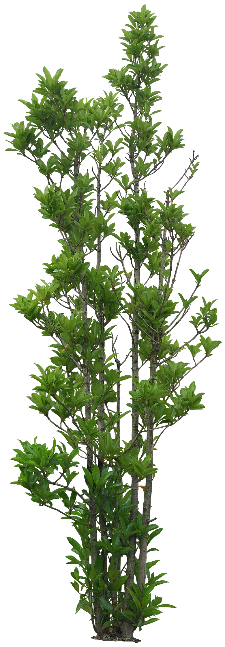 高清景观植物乔木花卉草本观赏草灌木素材