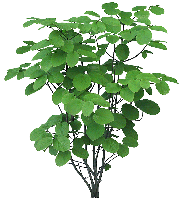 高清景观植物乔木花卉草本观赏草灌木素材