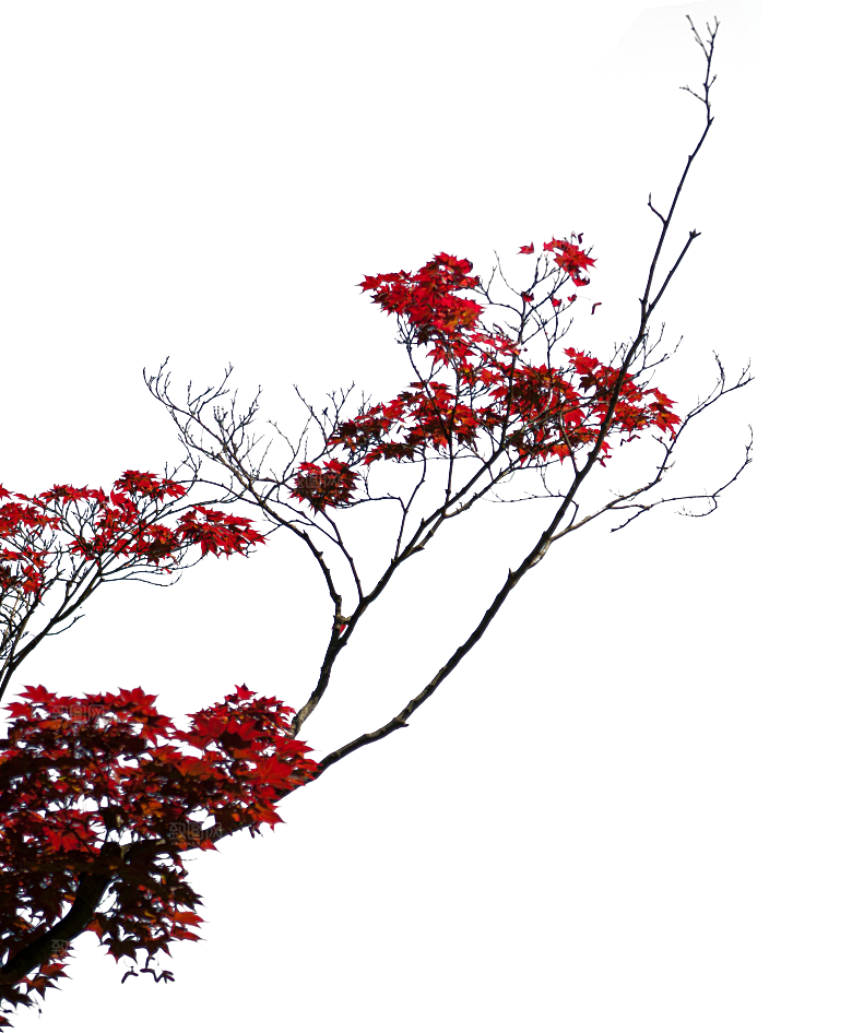 高清景观植物乔木花卉草本观赏草灌木