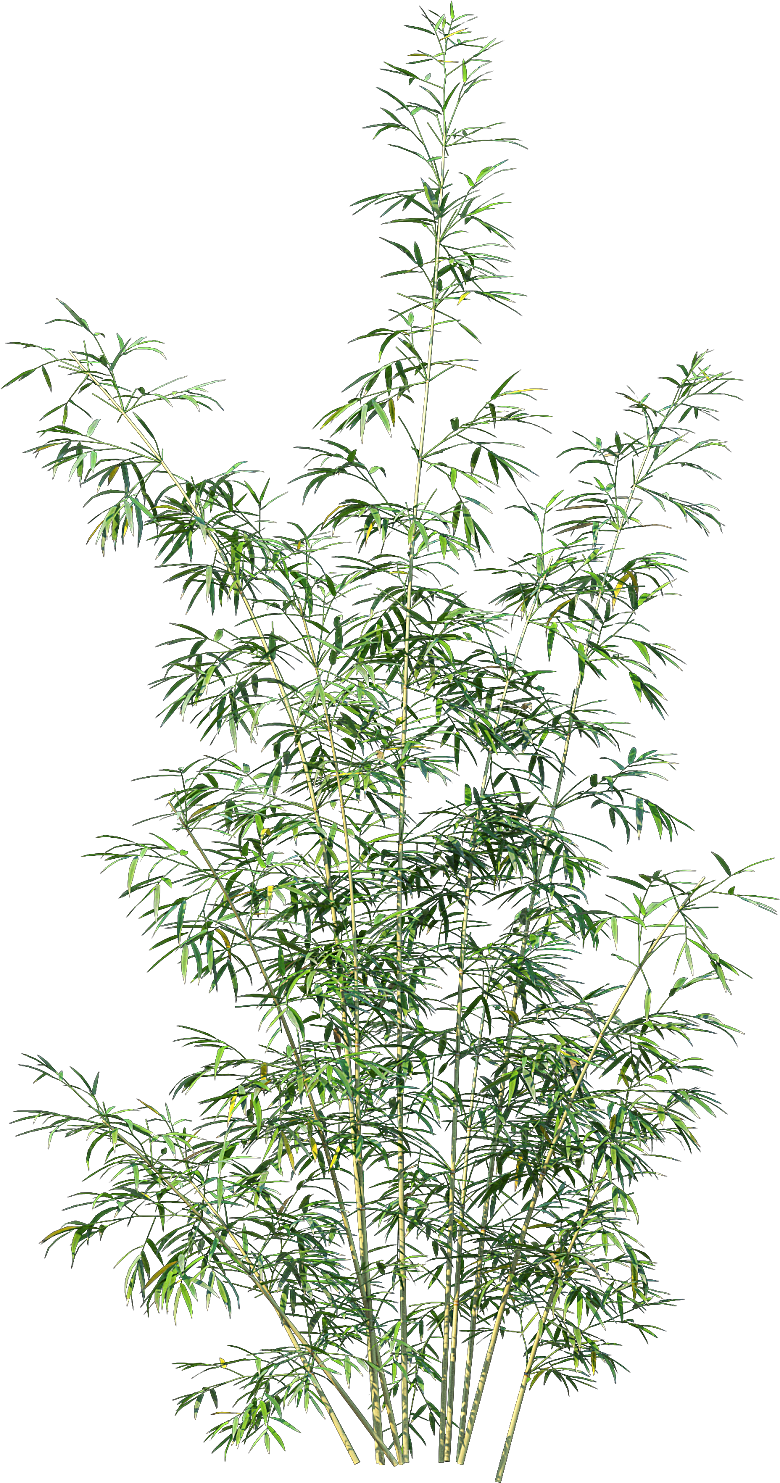 高清景观植物乔木花卉草本观赏草灌木
