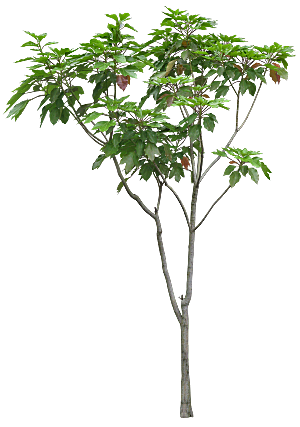 高清景观植物乔木花卉草本观赏草灌木