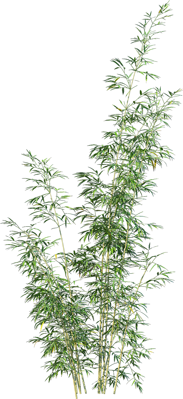高清景观植物乔木花卉草本观赏草灌木