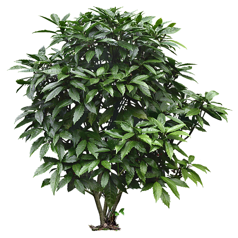 高清景观植物乔木花卉草本观赏草灌木