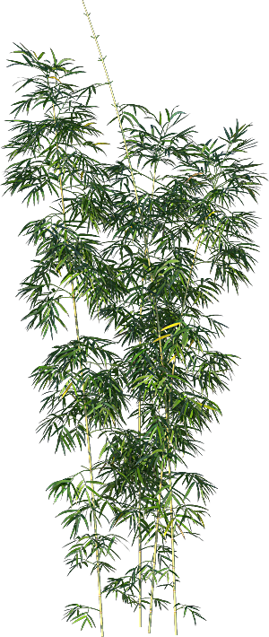 高清景观植物乔木花卉草本观赏草灌木素材