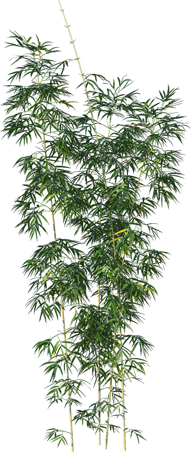 高清景观植物乔木花卉草本观赏草灌木素材