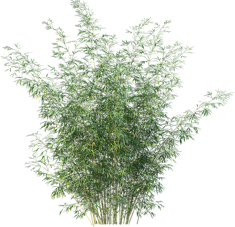 高清景观植物乔木花卉草本观赏草灌木素材