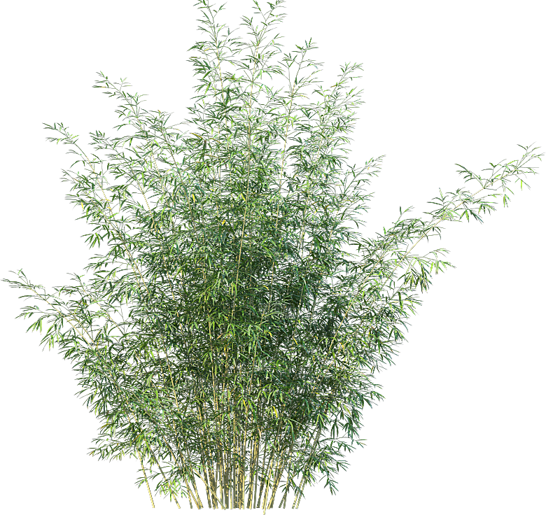 高清景观植物乔木花卉草本观赏草灌木