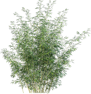 高清景观植物乔木花卉草本观赏草灌木