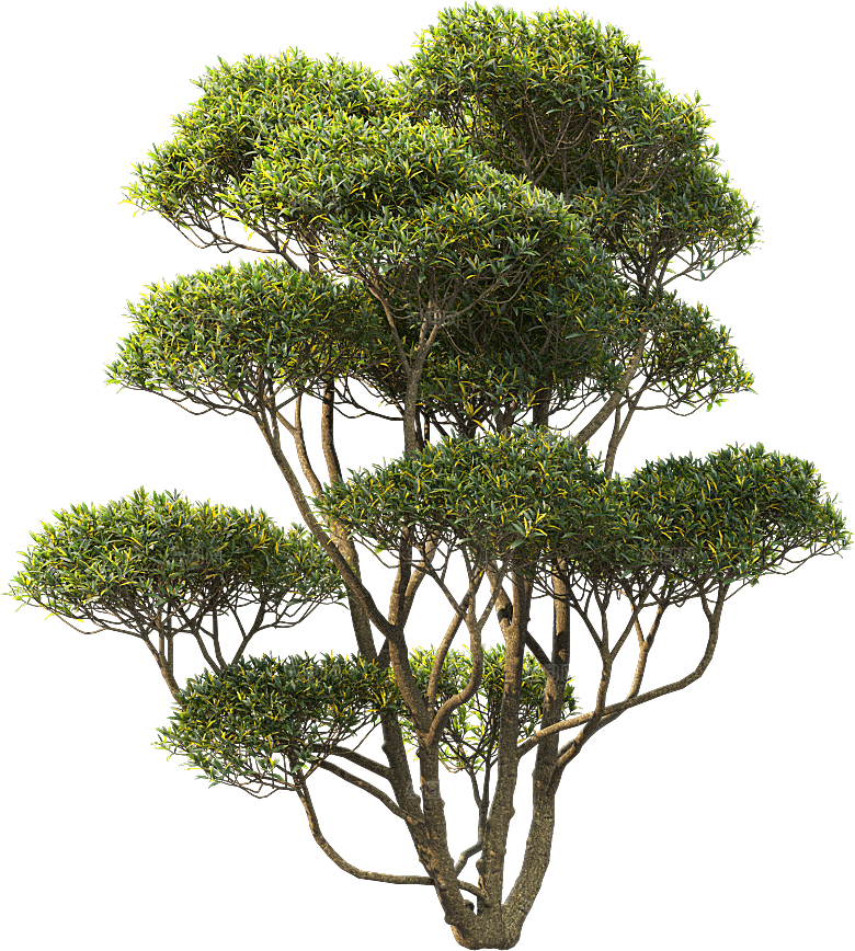 高清景观植物乔木花卉草本观赏草灌木